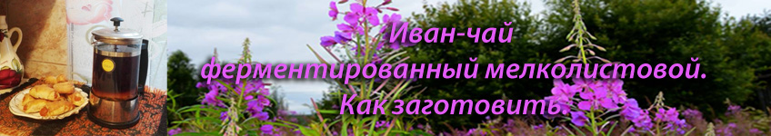 Иван-чай ферментированный мелколистовой